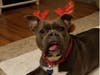 Meet Tasha! She has been chosen as Bridgewater Patch's Pet Of The Week.