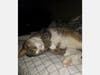 Meet Boozle! He has been chosen as Clark-Garwood Patch's Pet Of The Week.