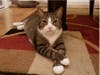 Meet Boozle! He has been chosen as Clark-Garwood Patch's Pet Of The Week.
