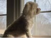 Meet Cooper! He has been chosen as Hillsborough Patch's Pet Of The Week.