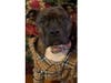 Meet Diesel! He has been chosen as Warren Patch's Pet Of The Week.