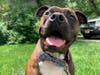 Meet Diesel! He has been chosen as Warren Patch's Pet Of The Week.