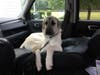 Meet Monticello! He has been chosen as Basking Ridge Patch's Pet Of The Week.