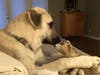 Meet Monticello! He has been chosen as Basking Ridge Patch's Pet Of The Week.