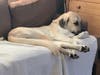 Meet Monticello! He has been chosen as Basking Ridge Patch's Pet Of The Week.