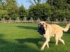Meet Monticello! He has been chosen as Basking Ridge Patch's Pet Of The Week.