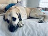 Meet Monticello! He has been chosen as Basking Ridge Patch's Pet Of The Week.