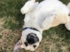Meet Monticello! He has been chosen as Basking Ridge Patch's Pet Of The Week.