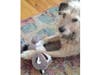 Meet Lucy! She has been chosen as Hillsborough Patch's Pet Of The Week.