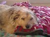 Meet Lucy! She has been chosen as Hillsborough Patch's Pet Of The Week.