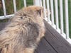 Meet Lucy! She has been chosen as Hillsborough Patch's Pet Of The Week.
