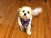Meet Duke! He has been chosen as Scotch Plains-Fanwood Patch's Pet Of The Week.