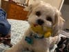 Meet Duke! He has been chosen as Scotch Plains-Fanwood Patch's Pet Of The Week.