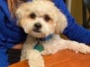 Meet Duke! He has been chosen as Scotch Plains-Fanwood Patch's Pet Of The Week.