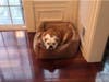 Meet Buttercup! She has been chosen as Warren Patch's Pet Of The Week.