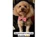 Meet Baci! He has been chosen as Basking Ridge Patch's Pet Of The Week.