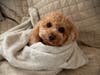 Meet Baci! He has been chosen as Basking Ridge Patch's Pet Of The Week.