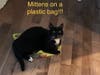 Meet Mittens! He has been chosen as Bridgewater Patch's Pet Of The Week.