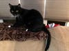 Meet Mittens! He has been chosen as Bridgewater Patch's Pet Of The Week.