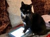 Meet Mittens! He has been chosen as Bridgewater Patch's Pet Of The Week.