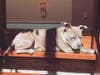 Meet Lola-Bean! She has been chosen as Warren Patch's Pet Of The Week.