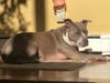 Meet Lola-Bean! She has been chosen as Warren Patch's Pet Of The Week.