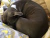 Meet Lola-Bean! She has been chosen as Warren Patch's Pet Of The Week.