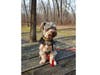 Meet Kodiak! He has been chosen as Bridgewater Patch's Pet Of The Week.