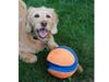 Meet Casey! She has been chosen as Hillsborough Patch's Pet Of The Week.