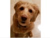 Meet Casey! She has been chosen as Hillsborough Patch's Pet Of The Week.