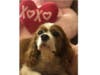 Meet Olivia! She has been chosen as Warren Patch's Pet Of The Week.