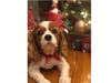 Meet Olivia! She has been chosen as Warren Patch's Pet Of The Week.