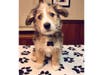 Meet Murphy! He has been chosen as Warren Patch's Pet Of The Week.