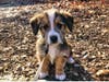 Meet Murphy! He has been chosen as Warren Patch's Pet Of The Week.