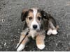 Meet Murphy! He has been chosen as Warren Patch's Pet Of The Week.