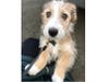 Meet Murphy! He has been chosen as Warren Patch's Pet Of The Week.