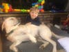 Meet George! He has been chosen as Basking Ridge Patch's Pet Of The Week.