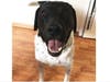 Meet Gus! He has been chosen as Bridgewater Patch's Pet Of The Week.