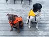 Meet Gus! He has been chosen as Bridgewater Patch's Pet Of The Week.