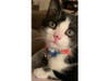 Meet Willie! He has been chosen as Bridgewater Patch's Pet Of The Week.