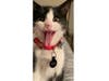 Meet Willie! He has been chosen as Bridgewater Patch's Pet Of The Week.