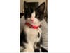 Meet Willie! He has been chosen as Bridgewater Patch's Pet Of The Week.