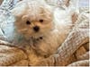 Meet Tobi! He has been chosen as Clark-Garwood Patch's Pet Of The Week.