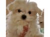 Meet Tobi! He has been chosen as Clark-Garwood Patch's Pet Of The Week.