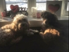 Cooper's parents Bella and Bear.