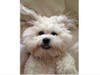 Meet Roy! He has been chosen as Warren Patch's Pet Of The Week.