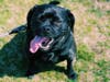 Meet Jetty! He has been chosen as Basking Ridge Patch's Pet Of The Week.