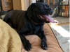 Meet Jetty! He has been chosen as Basking Ridge Patch's Pet Of The Week.