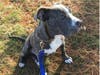 Meet Jack Jack! He has been chosen as Bridgewater Patch's Pet Of The Week. 