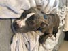 Meet Jack Jack! He has been chosen as Bridgewater Patch's Pet Of The Week. 